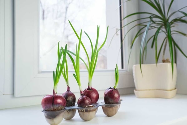 Зелена цибуля в лотках з-під яєць