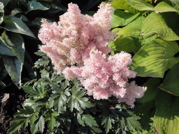 Астильба кучерява «Ліліпут» («Lilliput»)