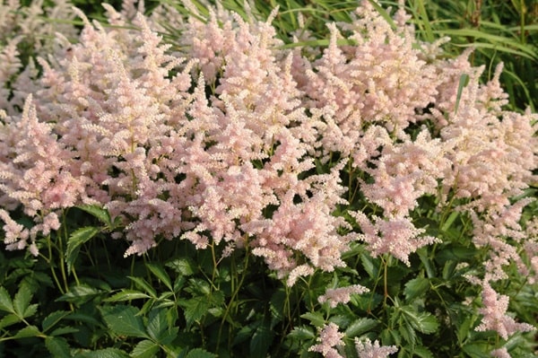 Астильба японська «Піч Блоссом» («Peach Blossom»)