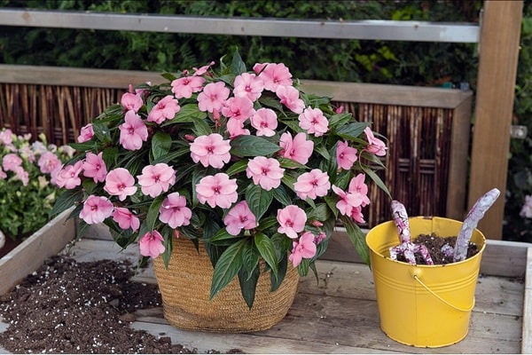 Бальзамін Воллера