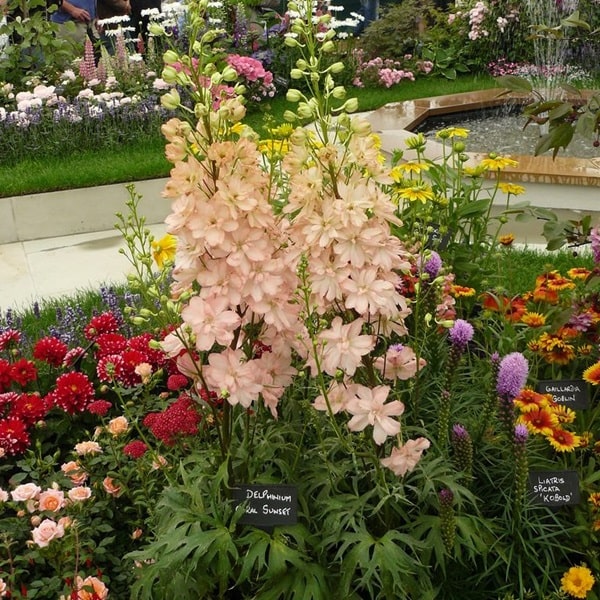 Дельфініум гібридний «Корал Сансет» («Coral Sunset»)