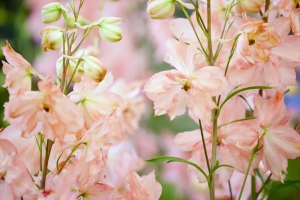 Дельфініум гібридний «Принцес Керолайн» («Princess Caroline»)