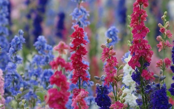 Дельфініум однорічний