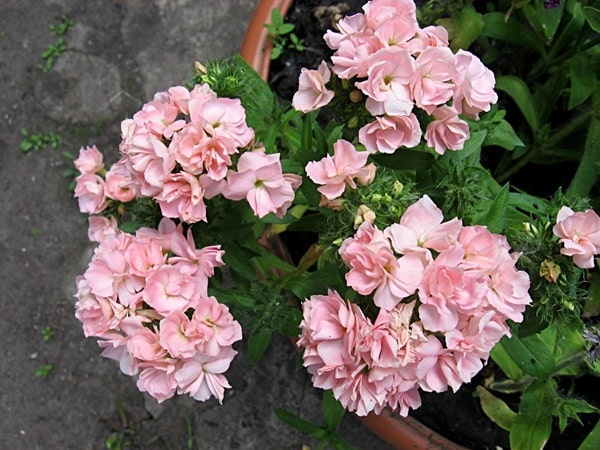 Флокс Друммонда «Проміс персиковий»