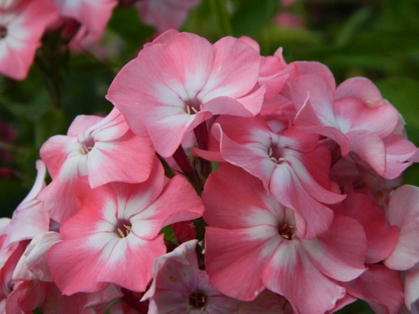 Флокс волотистий «Знахідка»