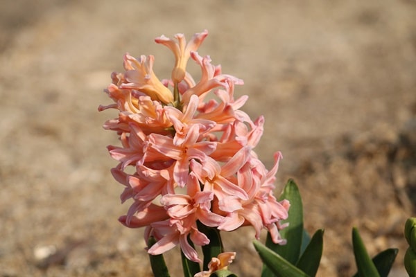 Гіацинт «Джипсі Квін» («Gipsy Queen»)