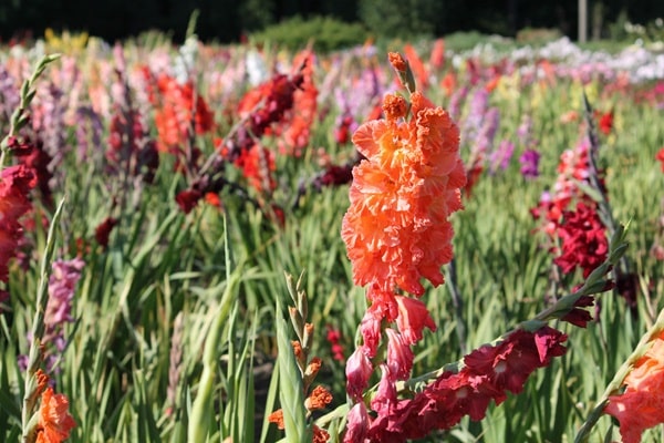 Гладіолус гібридний «Барбізон» («Barbizon»)