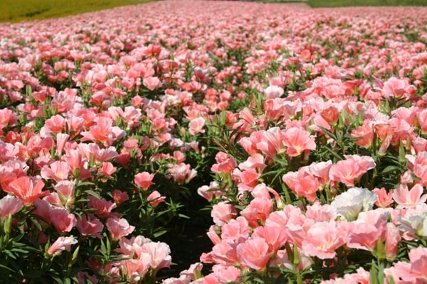 Годеція чарівна «Маліка»