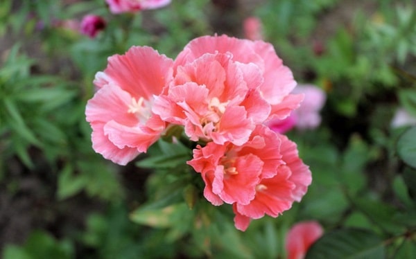 Годеція чарівна «Слава Кальведона»