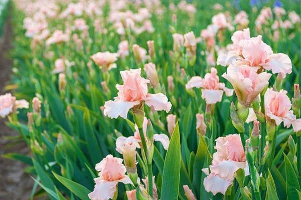 Ірис бородатий «Беверлі Сілс» («Beverly Sills»)