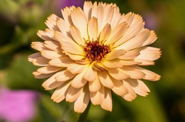 Календула лікарська «Пінк Сюрпрайз» («Pink Surprise»)