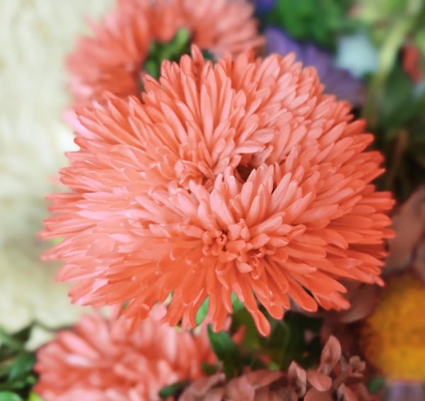 Каллістефус китайський (айстра однорічна) «Персиковий цвіт»