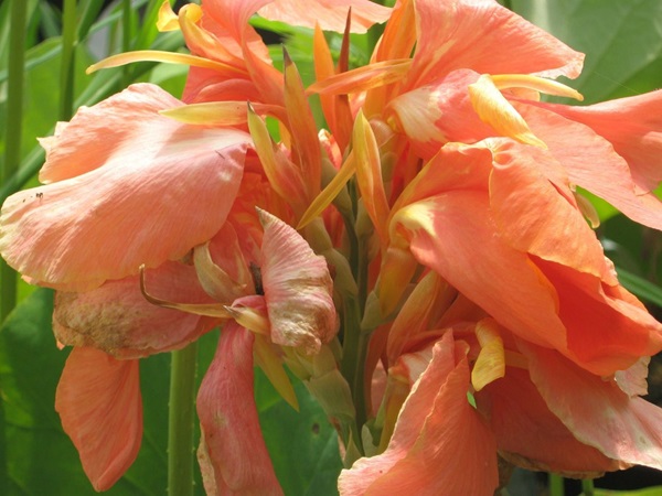 Канна гібридна «Піч Блаш» («Peach Blush»)