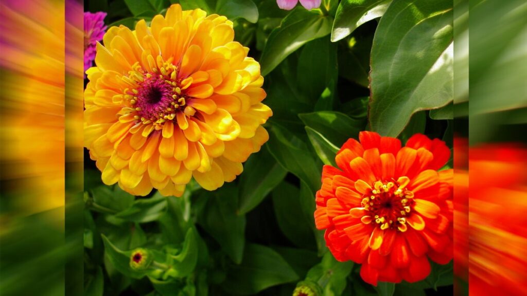 Коли садити насіння однорічників — підказки на кожен місяць весни.