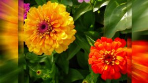 Коли садити насіння однорічників — підказки на кожен місяць весни.