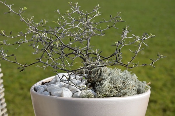 Корокія кизильникова