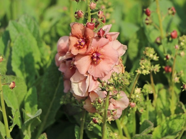 Коров'як гібридний «Джекі» («Jackie»)