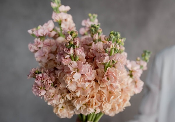 Левкой сивий «Катц Апрікот» («Katz Apricot»)