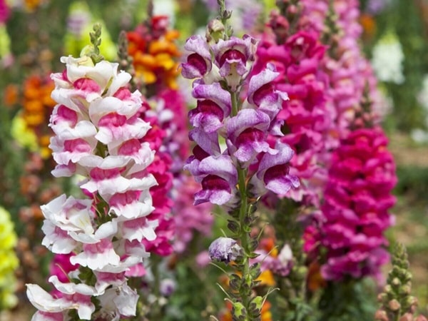 Левиний зів