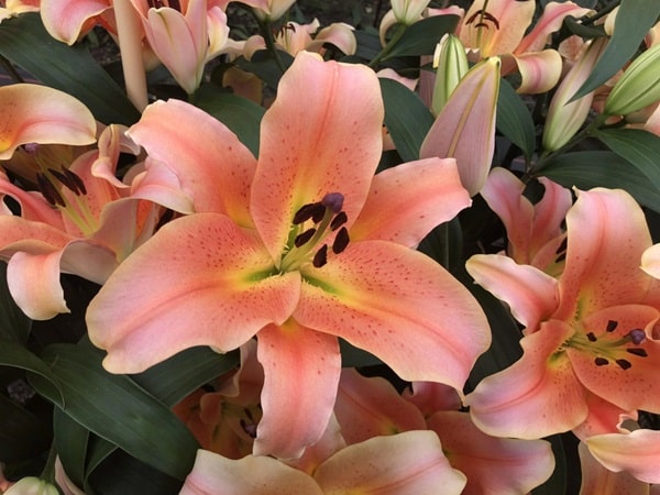 Лілія ОТ-гібрид «Зельміра»