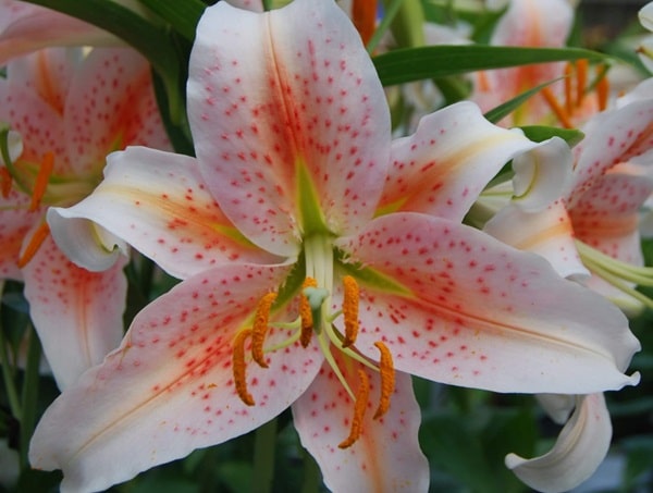 Лілія східна «Салмон Стар» («Salmon Star»)