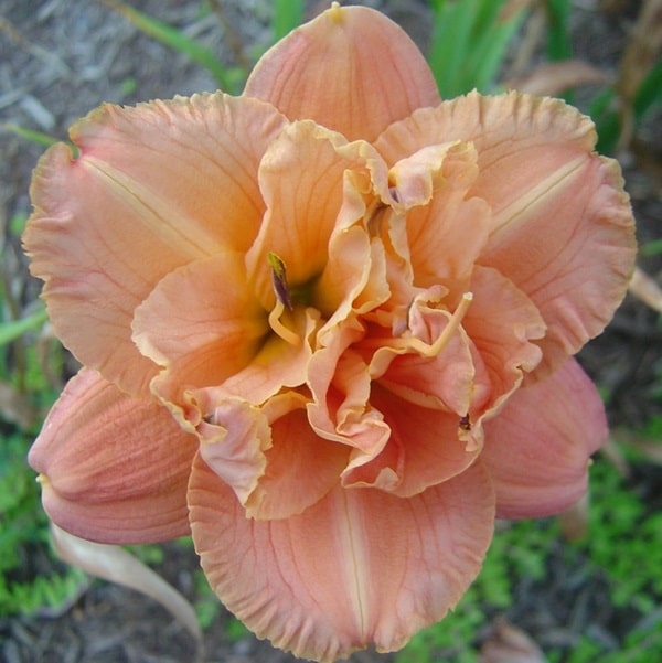 Лілійник гібридний «Бобо Анне» («Bobo Anne»)