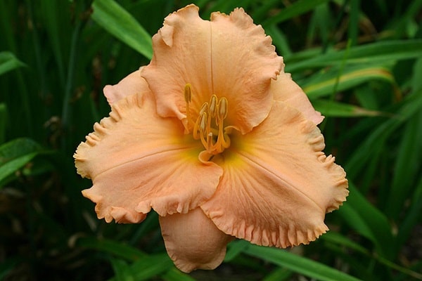 Лілійник гібридний «Елізабет Солтер» («Elizabeth Salter»)