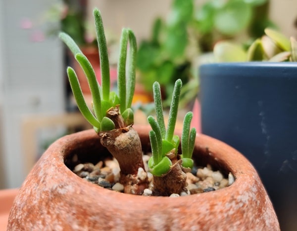 Моніларія оберненоконічна