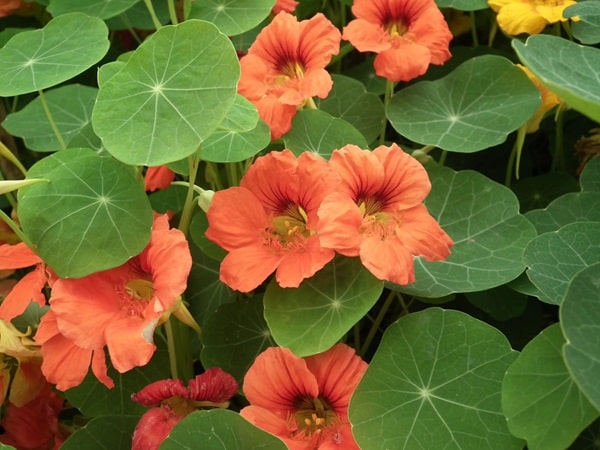 Настурція велика «Сальмон Бебі» («Salmon Baby»)