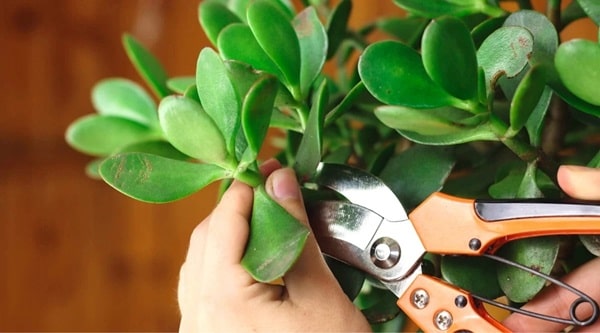 Особливості обрізки