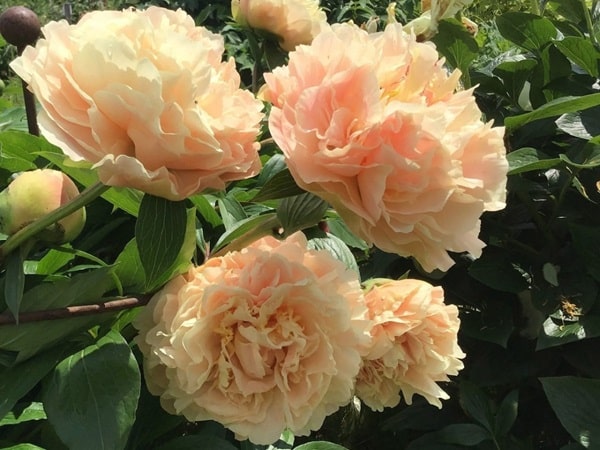 Півонія гібридна «Ельза фон Брабант» («Elsa von Brabant»)