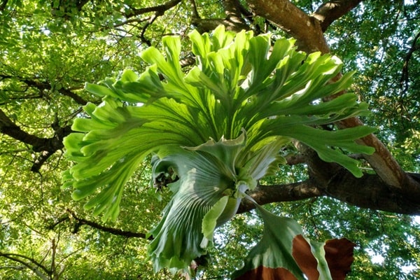 Платицеріум великий