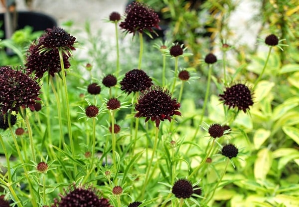 Скабіоза темно-пурпурова