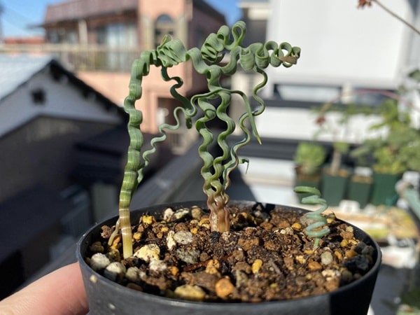 Трахіандра кручена