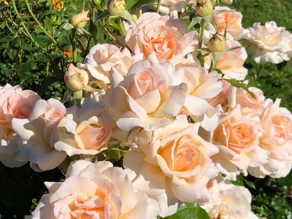 Троянда чайно-гібридна «Чандос Б'юті» («Chandos Beauty»)