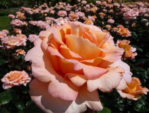 Троянда чайно-гібридна «Кінг'с Мак» («King's Macc»)