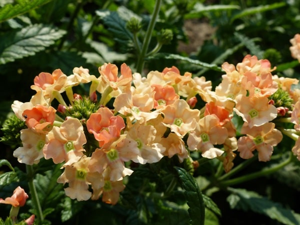 Вербена гібридна «Пічес енд Крим» («Peaches and Cream»)