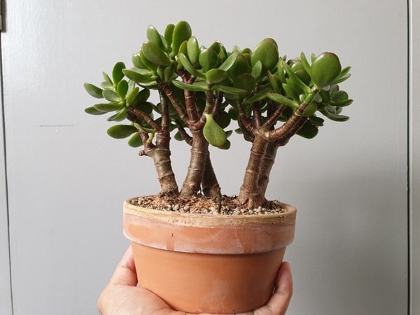 Як доглядати за бонсаєм із крассули?