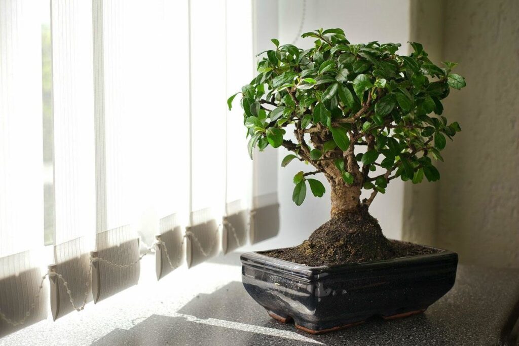 Як виростити бонсай із грошового дерева: майстер-клас для початківців.