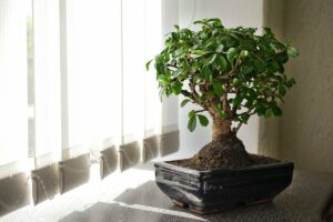 Як виростити бонсай із грошового дерева: майстер-клас для початківців.