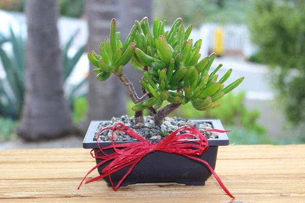 Які прийоми використовуються?