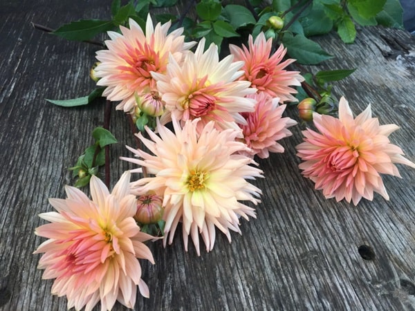 Жоржина культурна «Преференс» («Preference»)