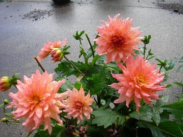 Жоржина культурна «Саммер Сансет» («Summer Sunset»)