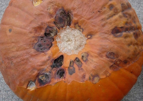 Альтернаріозна гниль