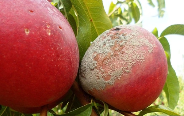 Ботритис сірий