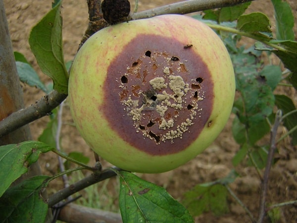 Бура гниль, або моніліоз