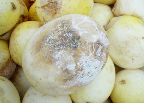 Кисла гниль