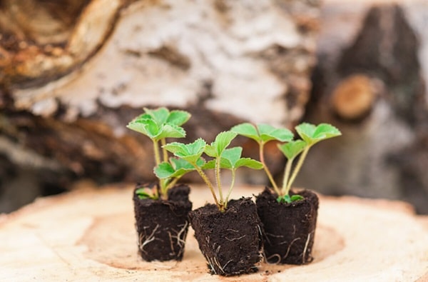 Розмноження мікроклонами