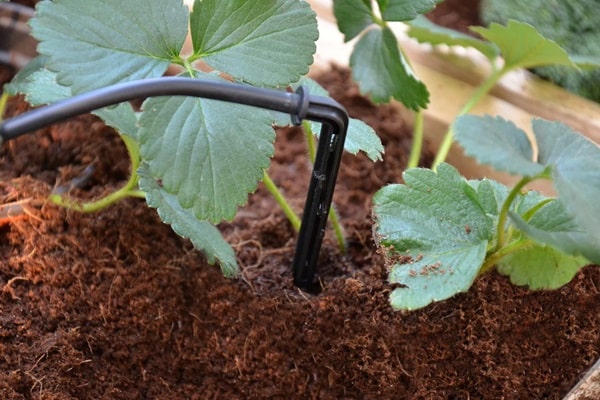 Системи крапельного поливу