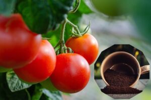 Чи варто використовувати кавову гущу для помідорів: що важливо знати?